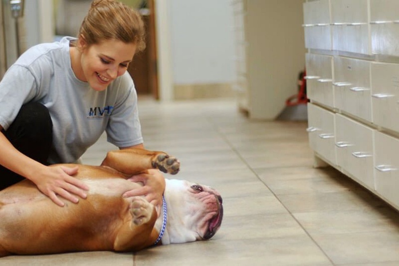 Dog & Cat Boarding in Bastrop, LA at Melton Veterinary Hospital